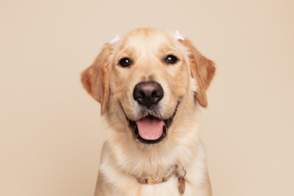 Pet example