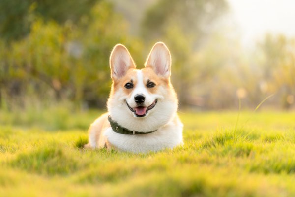 Pet example