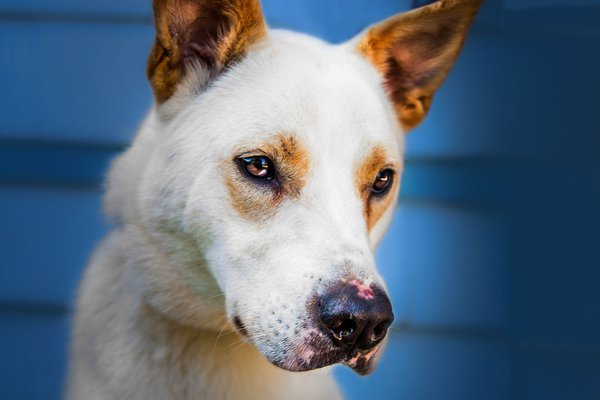 Pet example