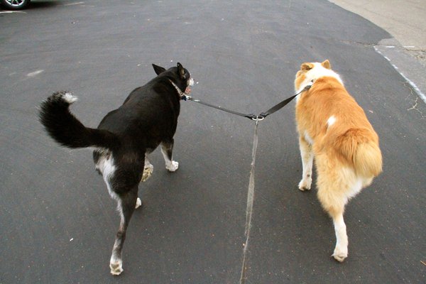 Pet example