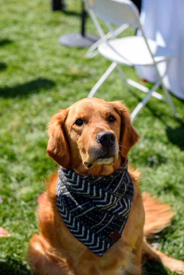 Pet example