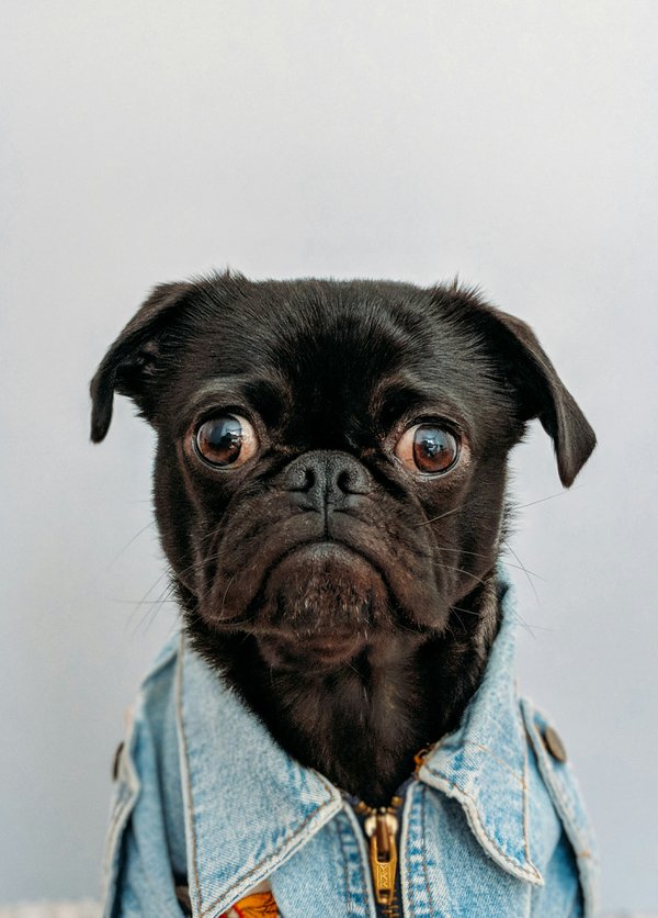 Pet example