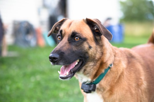 Pet example