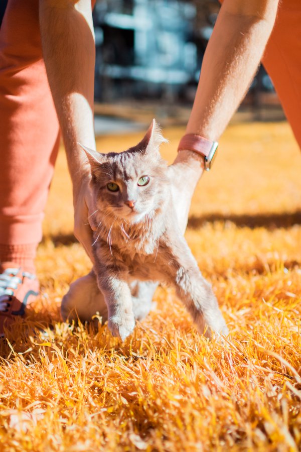 Pet example