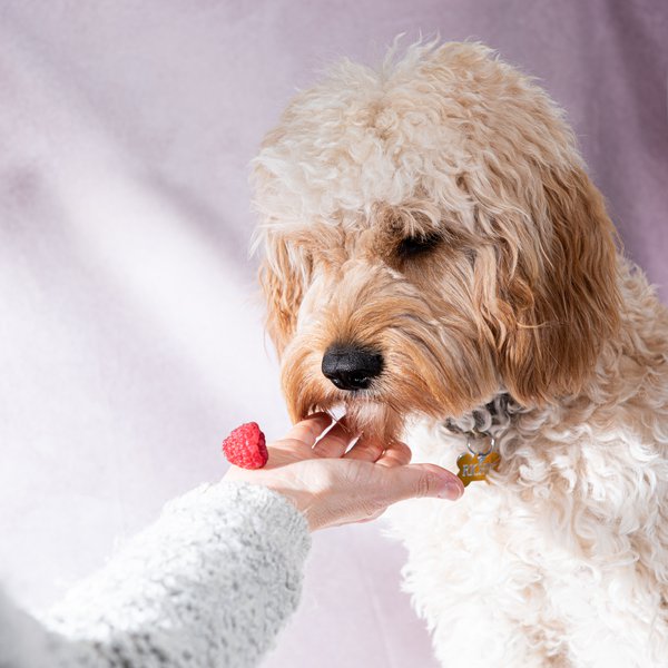 Pet example