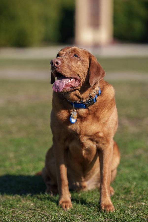 Pet example