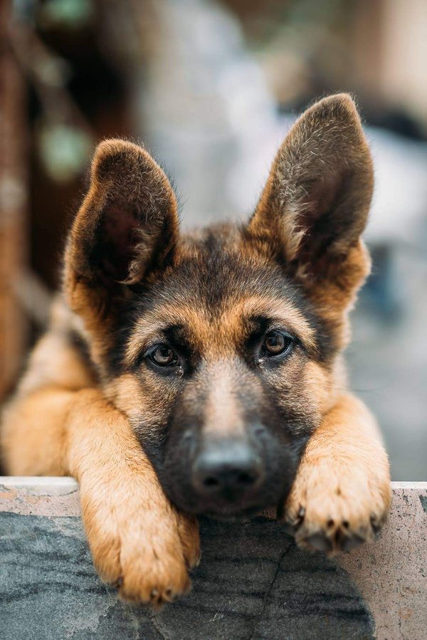 Pet example