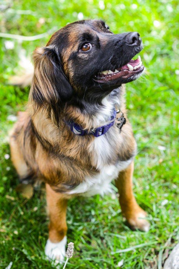 Pet example
