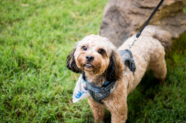 Pet example