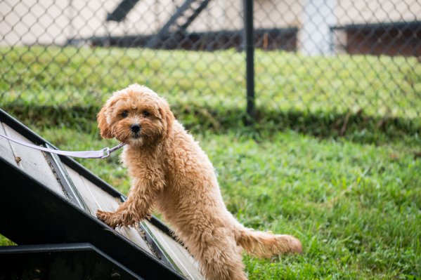 Pet example
