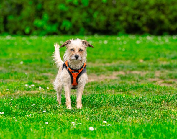 Pet example