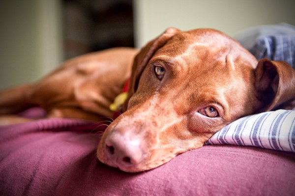 Pet example