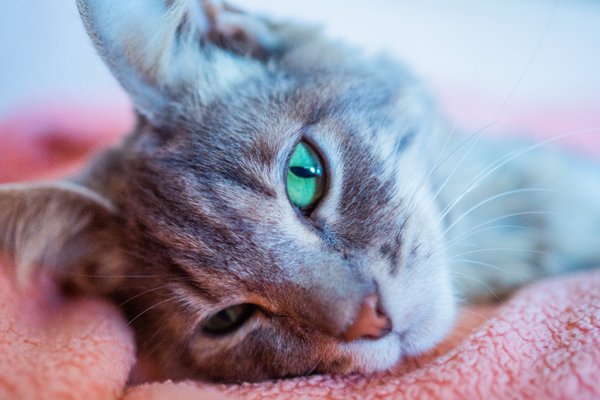 Pet example
