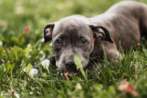 Pet example