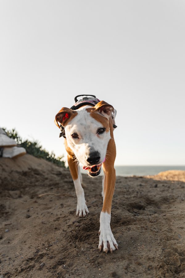 Pet example