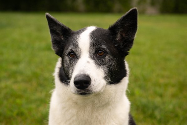 Pet example
