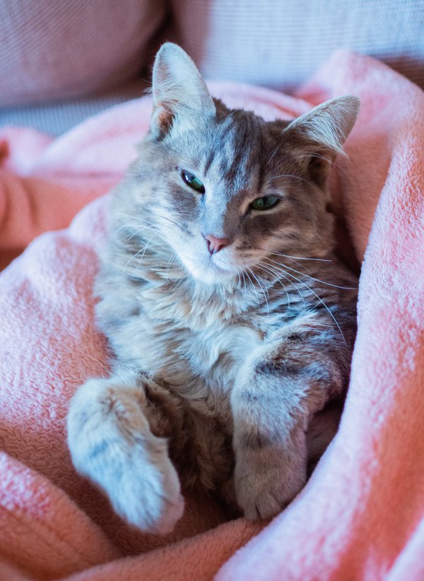 Pet example