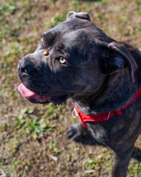 Pet example