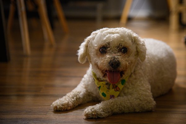 Pet example