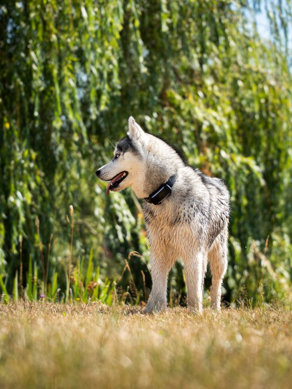 Pet example