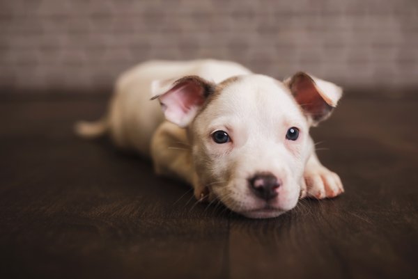Pet example