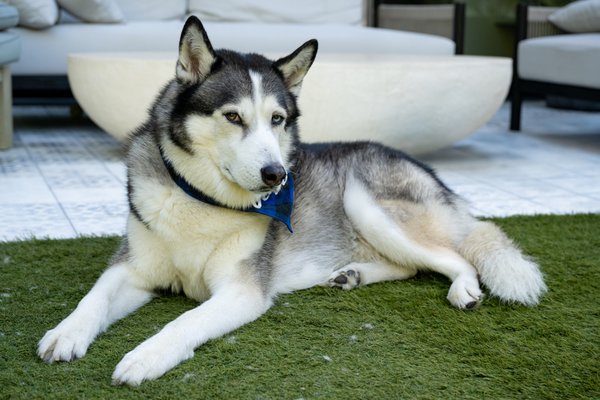 Pet example