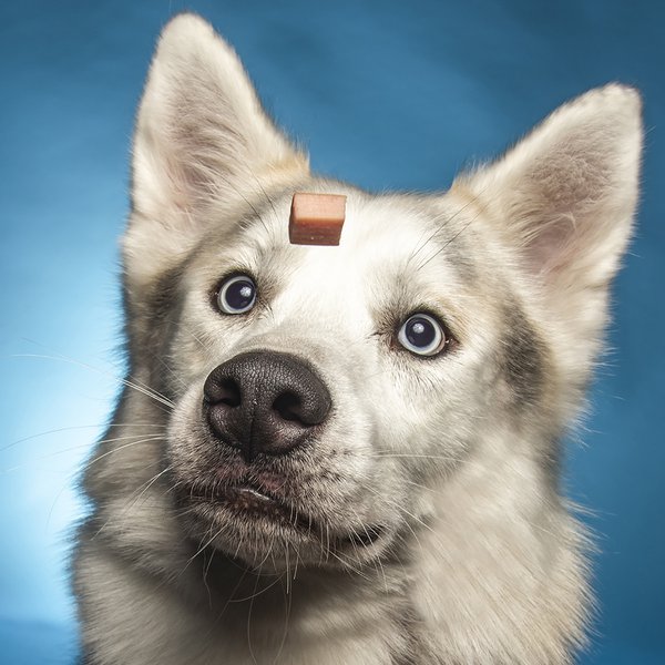 Pet example