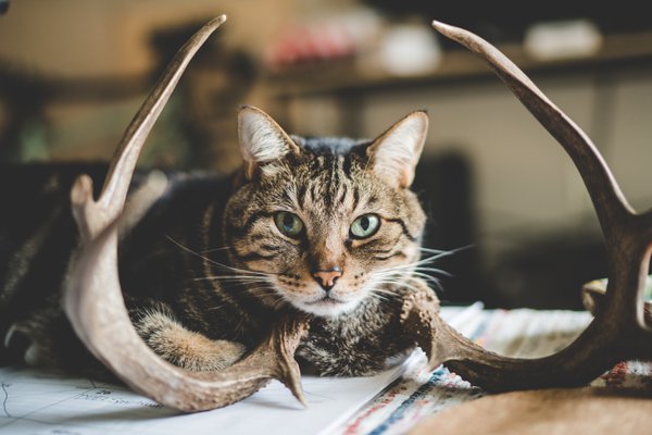 Pet example