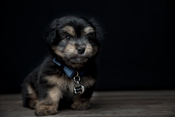 Pet example