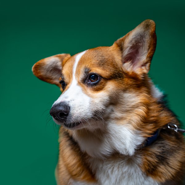 Pet example