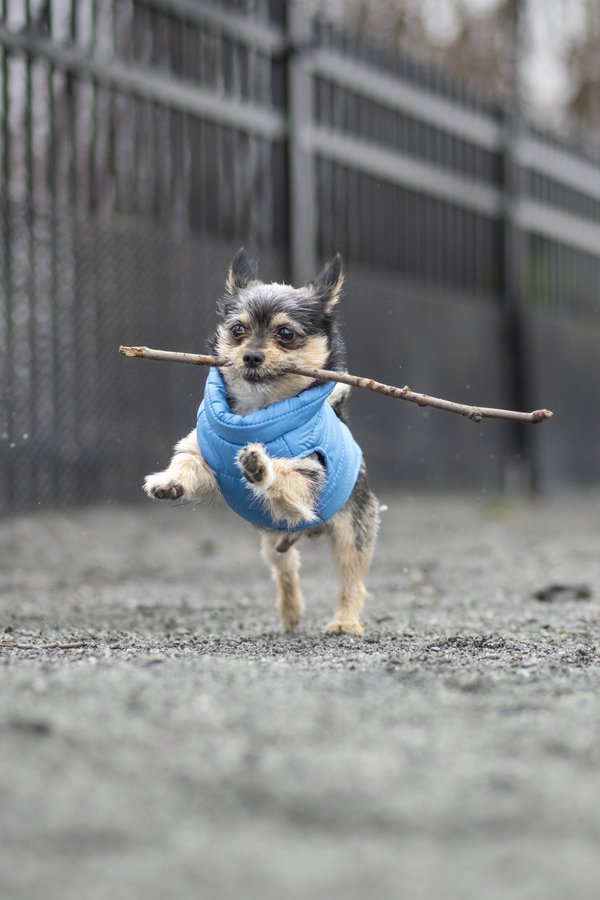Pet example
