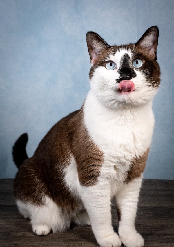 Pet example