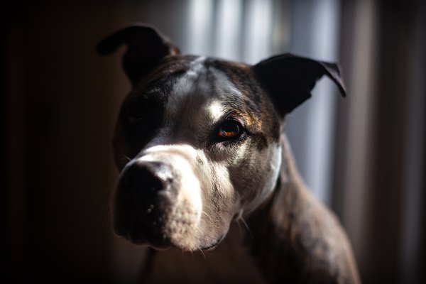 Pet example