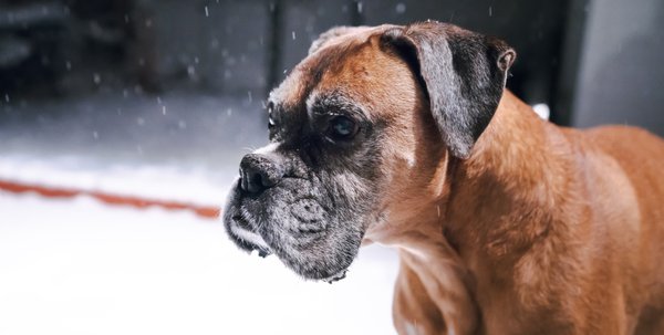 Pet example