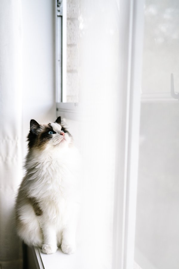 Pet example