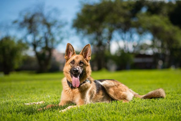 Pet example