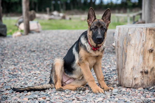 Pet example