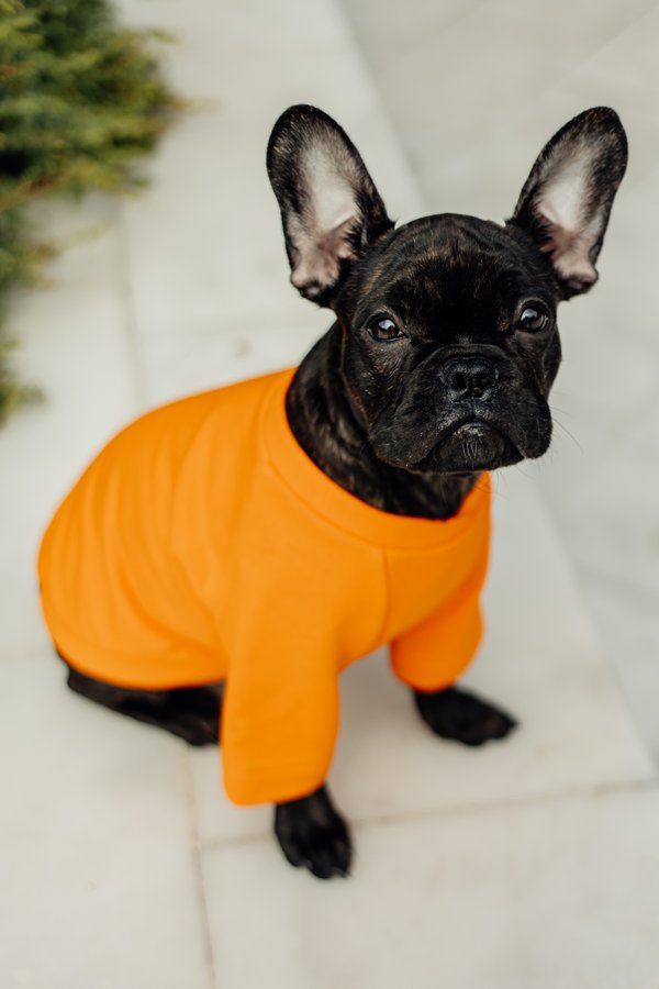 Pet example