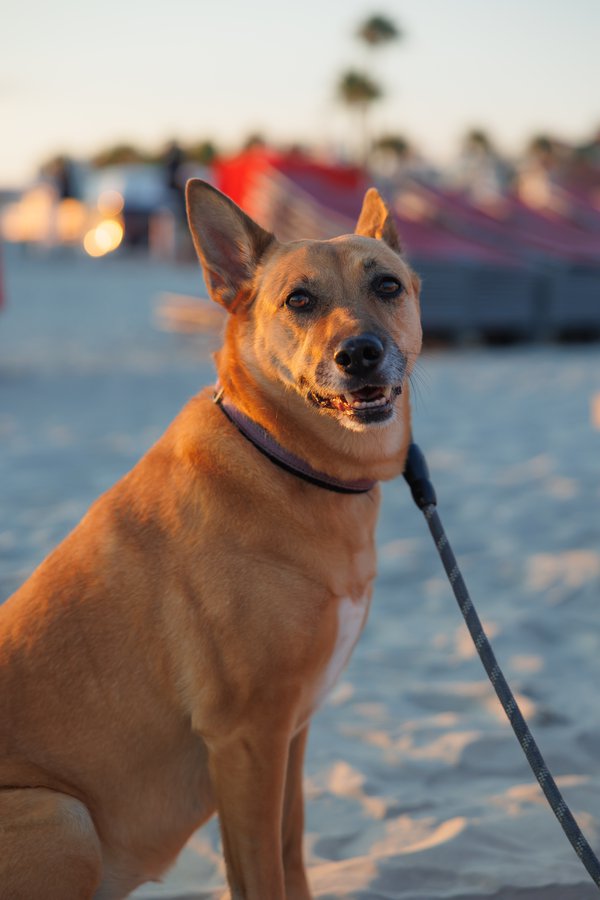 Pet example