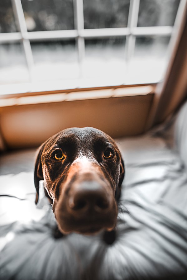 Pet example