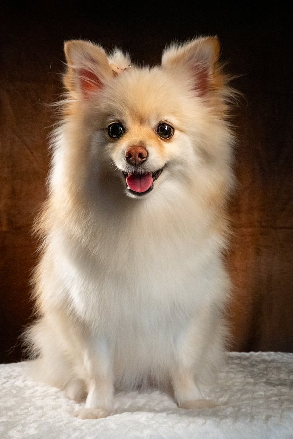 Pet example