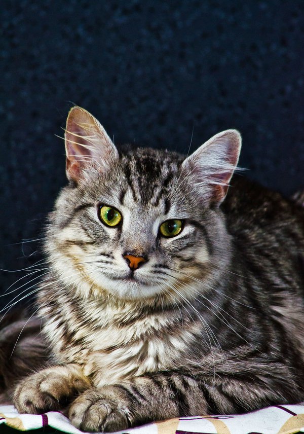 Pet example