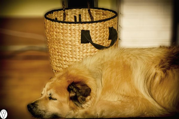 Pet example