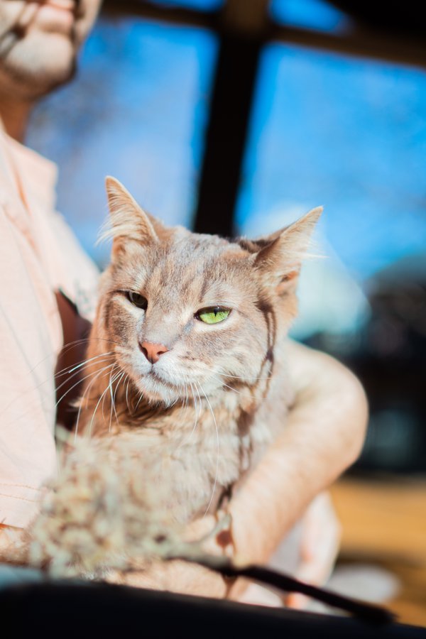 Pet example