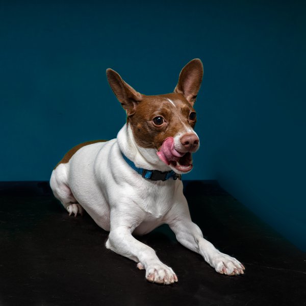 Pet example