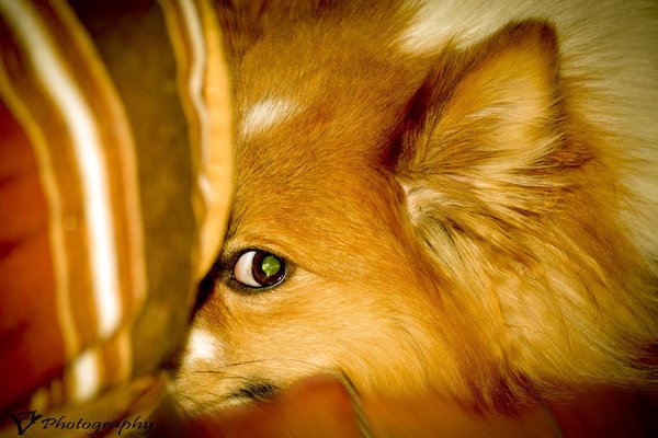 Pet example