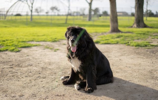 Pet example