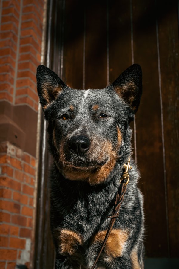 Pet example