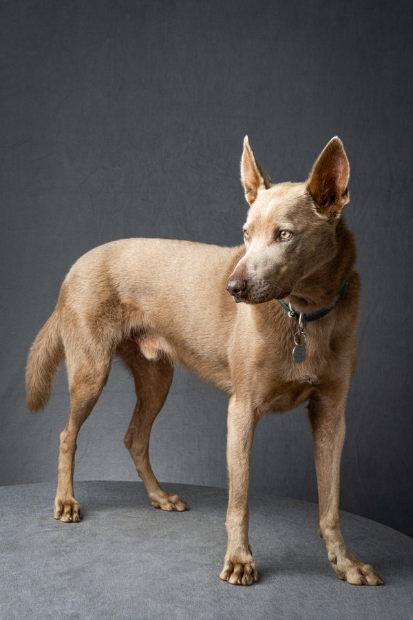 Pet example