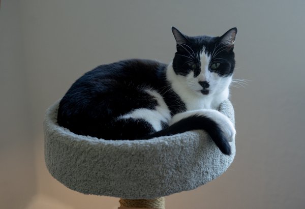 Pet example